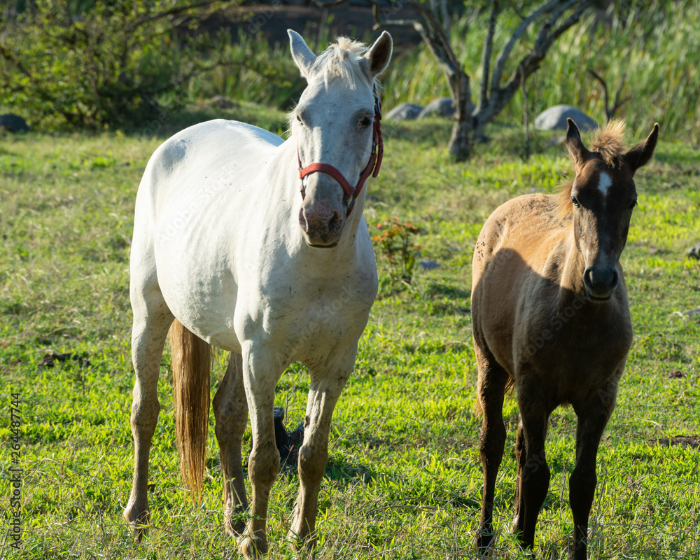 caballo