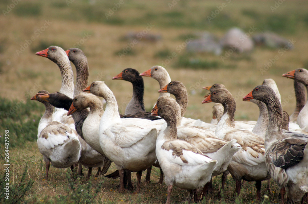 Obraz premium Geese at plateau