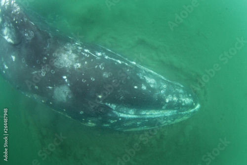 Gray whale, eschrichtius robustus, Mexico, Laguna San Ignacio, Baja california, cetacean, baleen