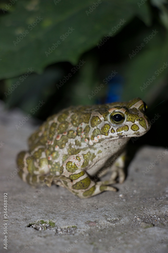 Fototapeta premium frog on a leaf