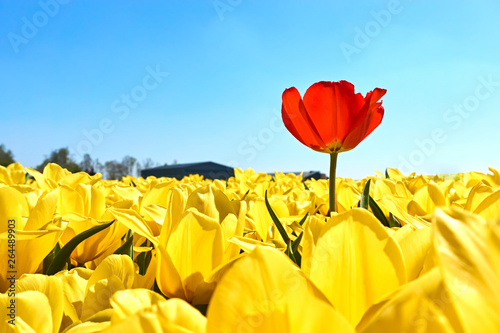 Individuality, difference and leadership concept. Stand out from the crowd. A single red tulip in a field with many yellow tulips against a blue sky in springtime in the Netherlands photo