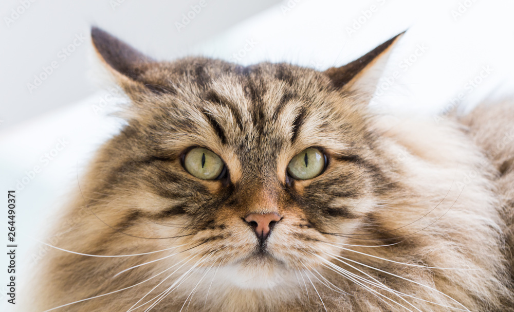 Long haired cat of siberian breed outdoor in relax Long haired cat of siberian breed outdoor in relax
