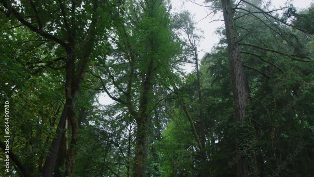 Low angle panning shot of green trees in dense forest / Portland, Oregon, United States Low angle panning shot of green trees in dense forest / Portland, Oregon, United States