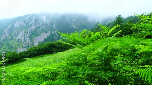 Barranco de Arritzaga, Sierra de Aralar Natural Park, Amezketa, Gipuzkoa, Basque Country, Spain, Europe photo