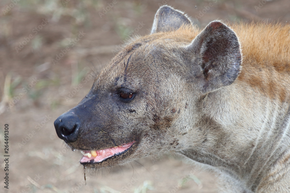 Tüpfelhyäne / Spotted hyaena / Crocuta crocuta