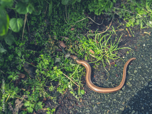 Slow worm eating a slug