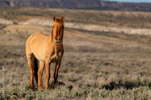 Wild Mustang on the Colorado High Plains