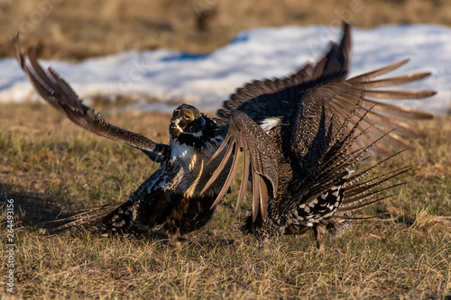 Greater Sage Grouse on Breeding Lek in Colorado © Kerry Hargrove