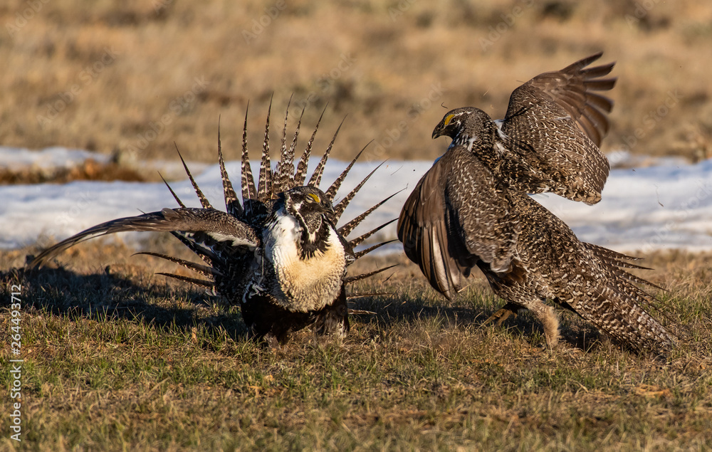 Fototapeta premium Greater Sage Grouse on Breeding Lek in Colorado