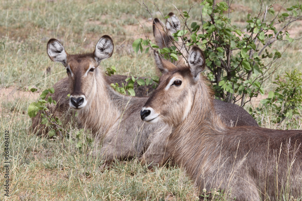 Fototapeta premium Wasserbock / Waterbuck / Kobus ellipsiprymnus