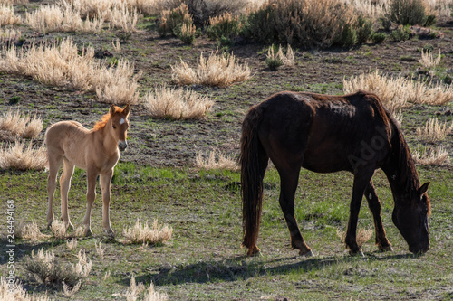 Wild Mustang Mother and Foal on the High Plains of Colorado