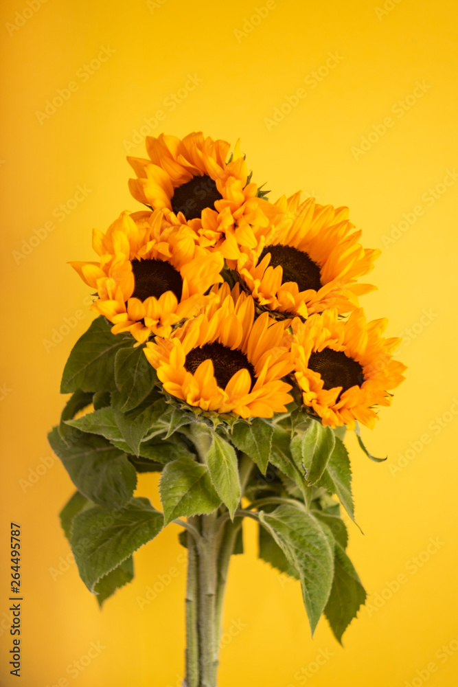 Sunflowers on a yellow background with Copy space. summer concept. for billboard.