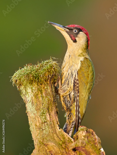 Green wodpecker (Picus viridis) photo