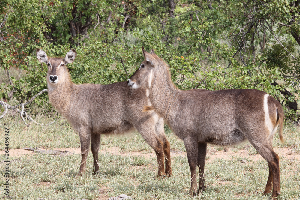 Wasserbock / Waterbuck / Kobus ellipsiprymnus Wasserbock / Waterbuck / Kobus ellipsiprymnus