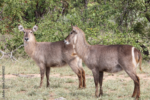 Wasserbock   Waterbuck   Kobus ellipsiprymnus