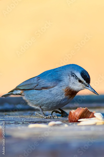 Cute bird. Natural background. Bird: Krüpers Nuthatch. Sitta krueperi. photo