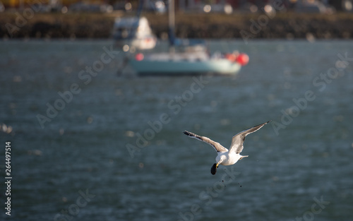 Seagull flying and working to get its food