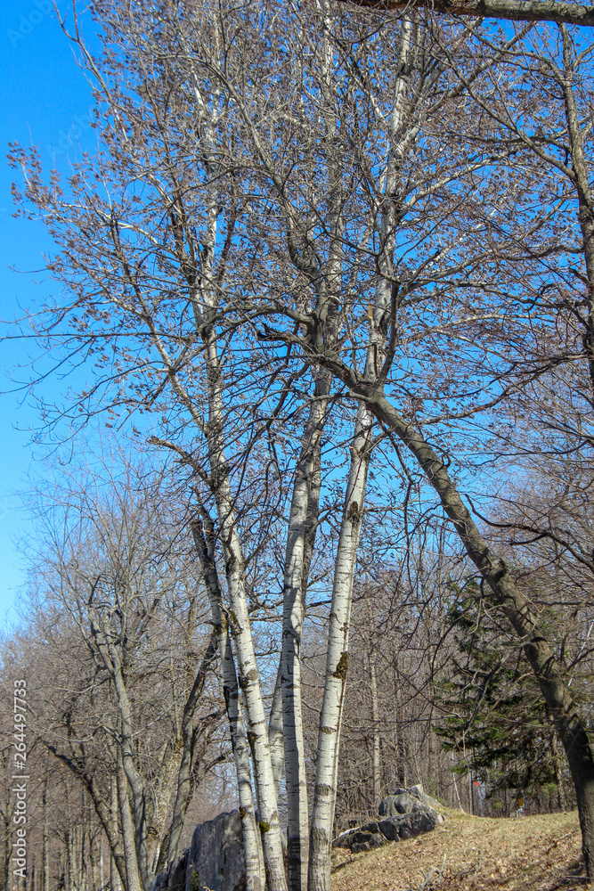 tall birch trees
