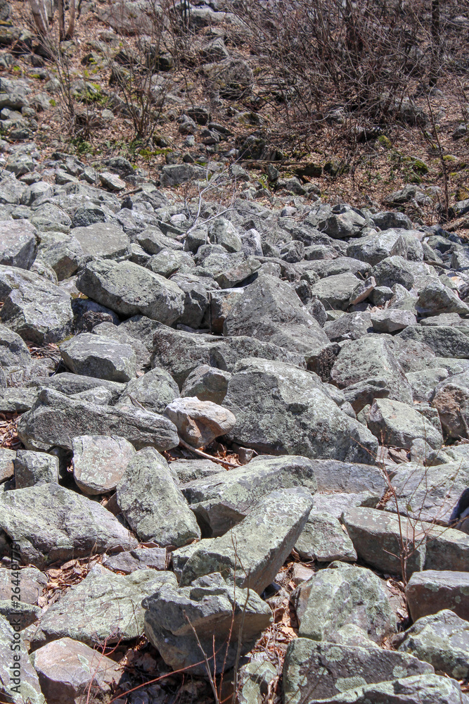 field of rocks