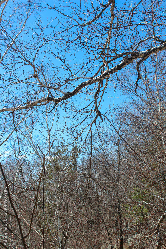 tree and blue sky hanging over trees tree and blue sky hanging over trees
