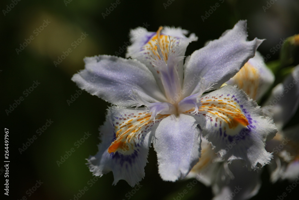 Obraz premium シャガ