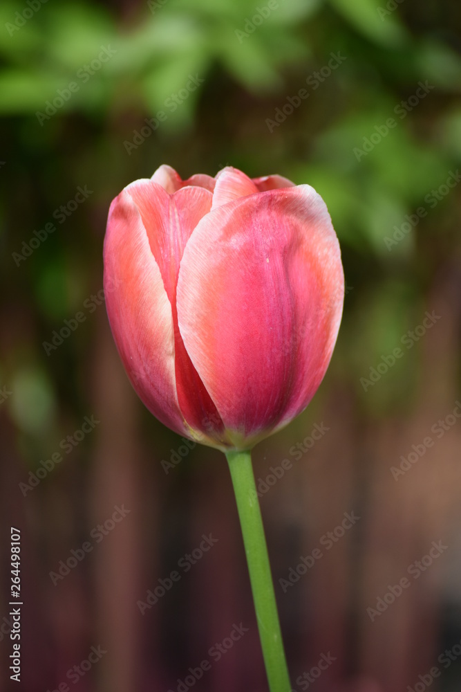 Spring pink and white tulip bloom Spring pink and white tulip bloom