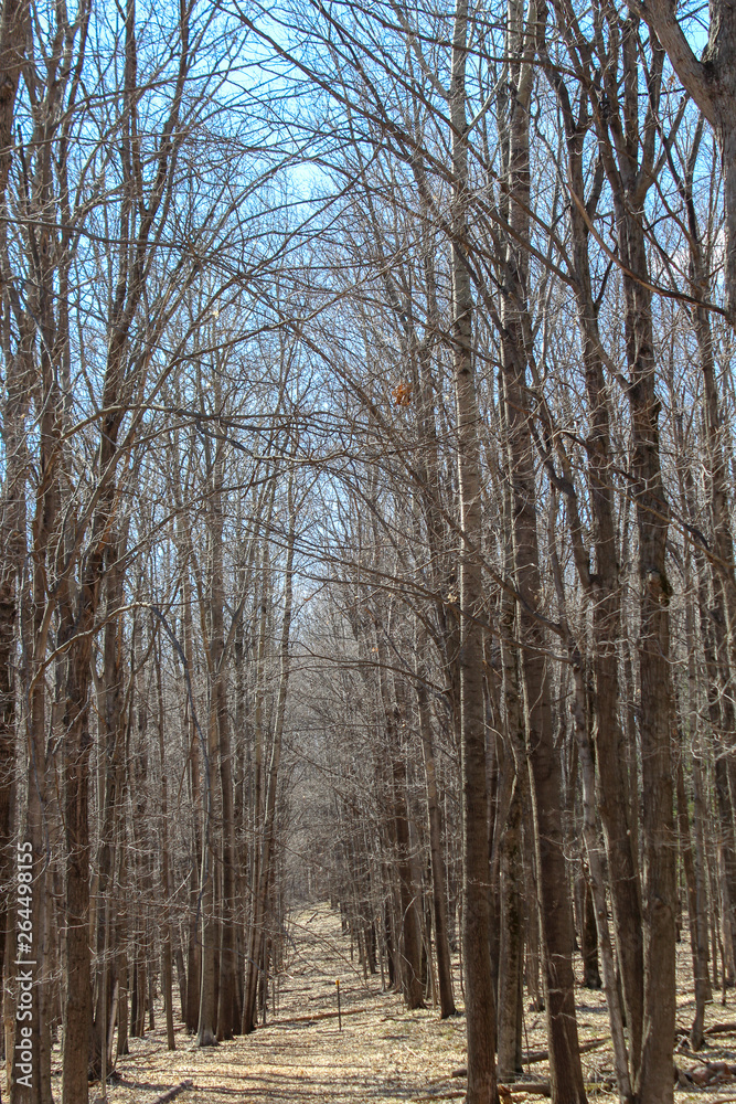 row of trees row of trees