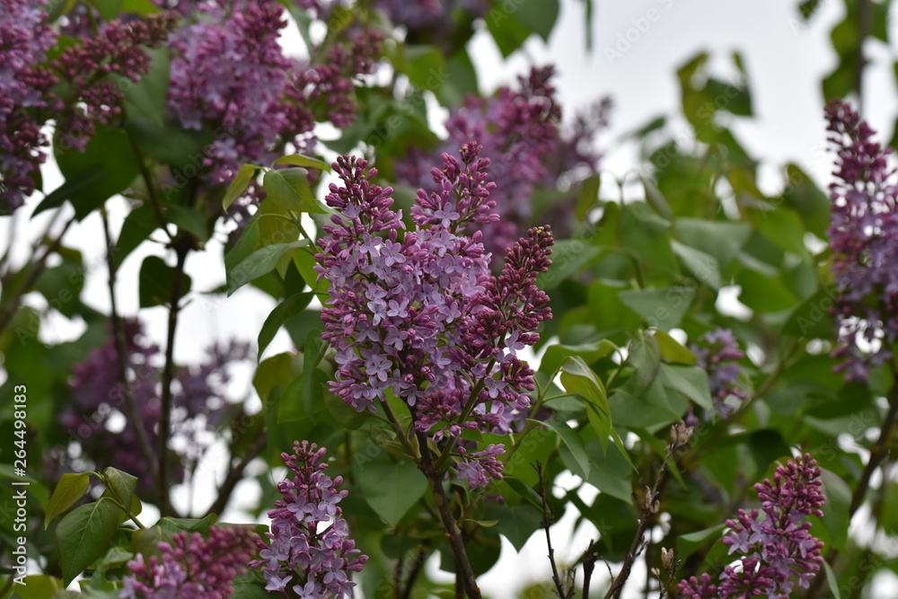Lilac flowers blooming during early Spring Lilac flowers blooming during early Spring