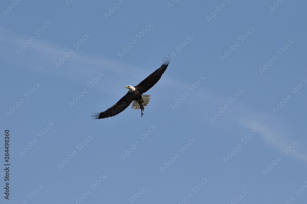 Bald eagle flying high in the sky with a fish Bald eagle flying high in the sky with a fish