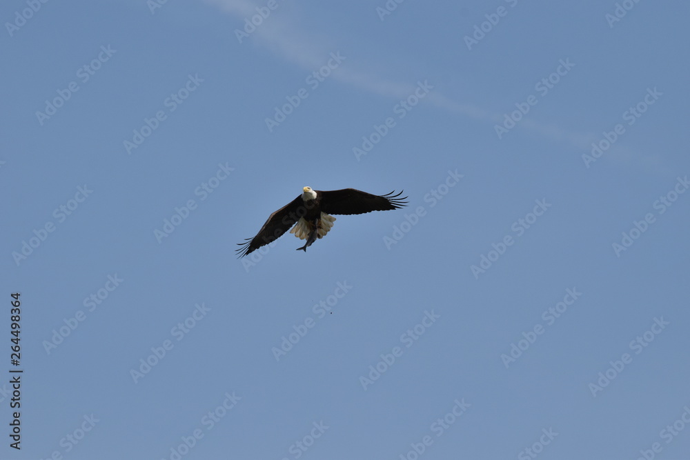 Bald eagle with a fish in its talons Bald eagle with a fish in its talons