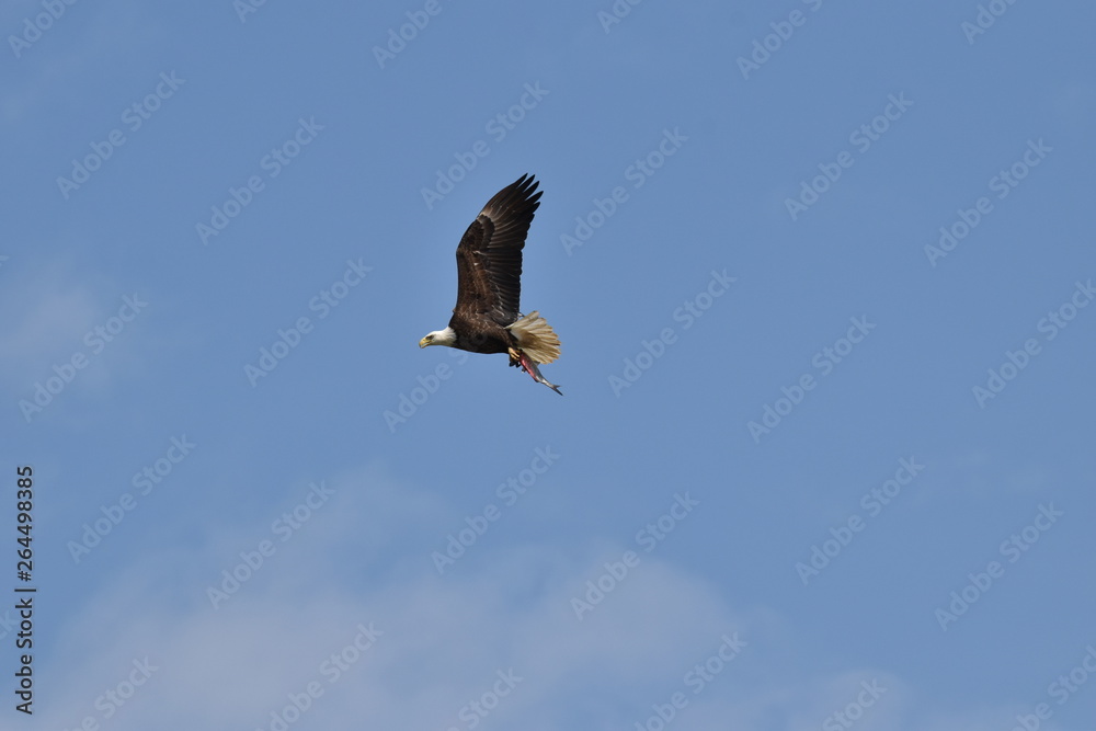 Bald Eagle flying away with his fresh fish catch Bald Eagle flying away with his fresh fish catch