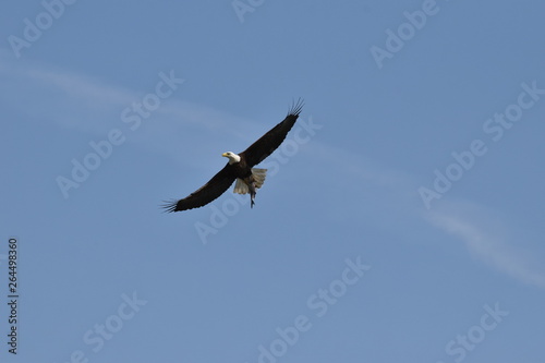 Bald eagle flying high in the sky with a fish