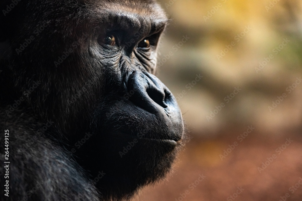 Obraz premium Portrait of a powerful gorilla with expressive eyes.