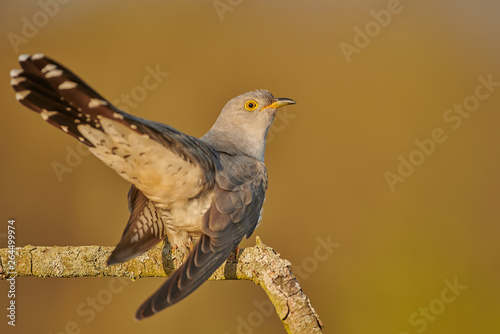 Common cuckoo (Cuculus canorus) © Piotr Krzeslak