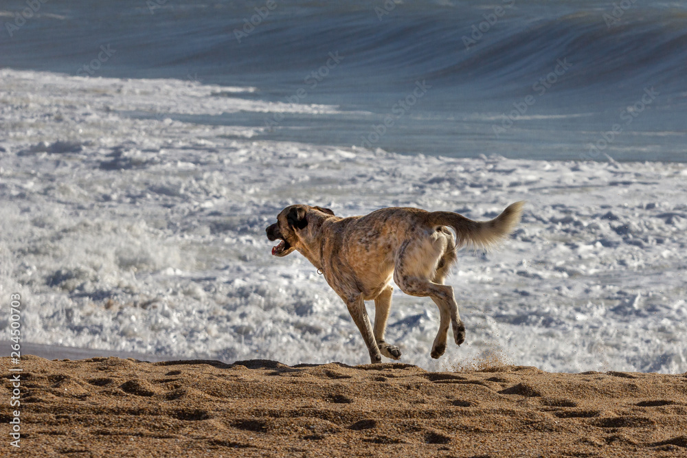 cachorro correndo livre na praia