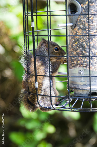 Squirrel-proof bird feeder fails as Douglas squirrel squeezes through and munches on birdseed photo