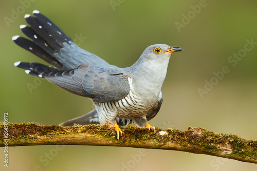 Common cuckoo (Cuculus canorus)