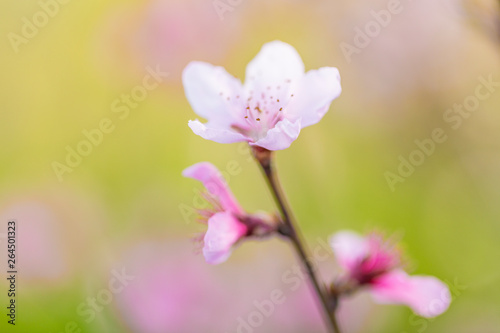 Spring blooming pink peach © Jianyi Liu 