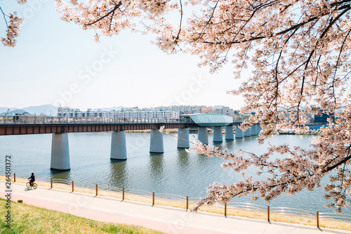 Dongchon riverside park, Cherry blossoms and bridge in Daegu, Korea