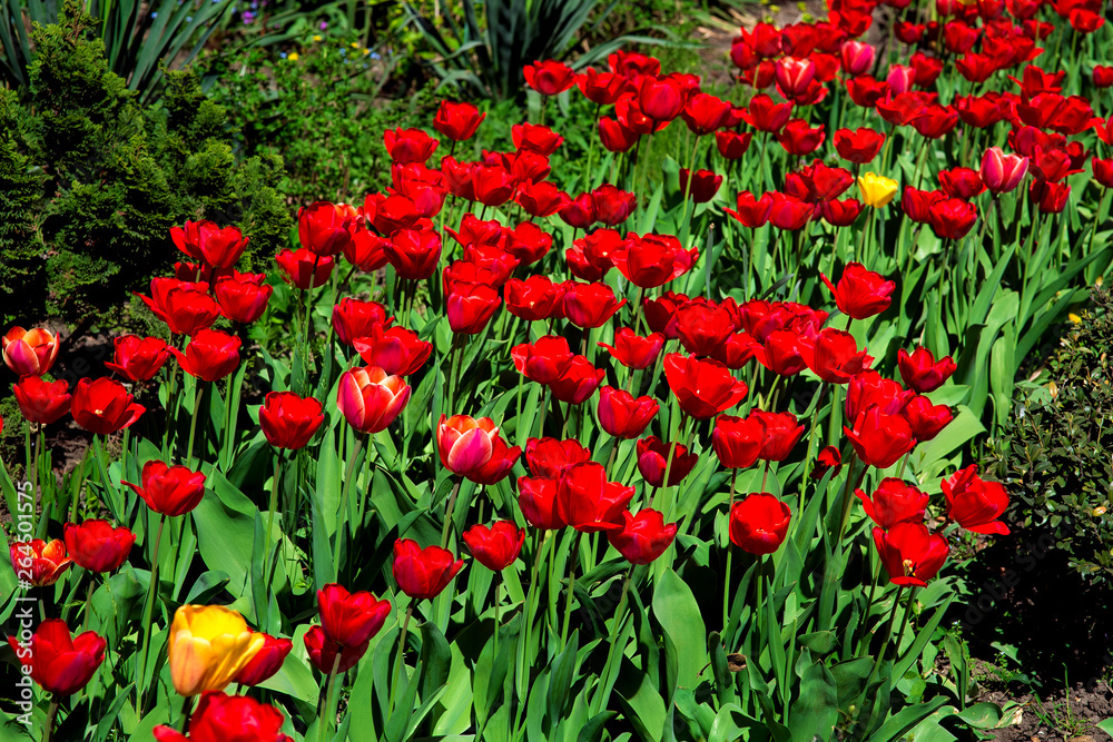 Flowerbed with blooming red tulips lit by sunlight.