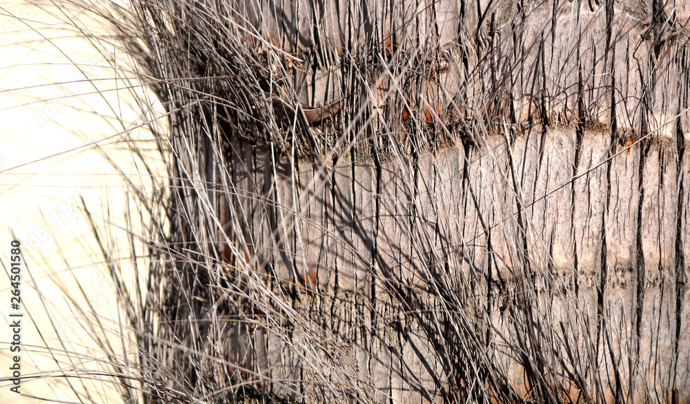Fototapeta premium detail of palm tree trunk in the park garden