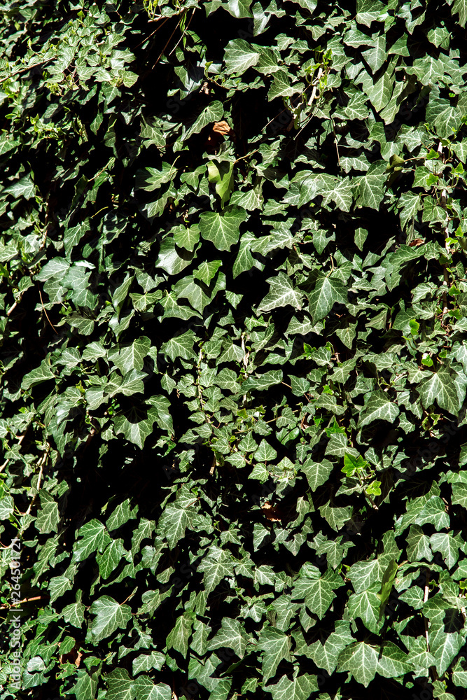 Obraz premium wall overgrown with ivy leaves close up, plant growth eco friendly background.