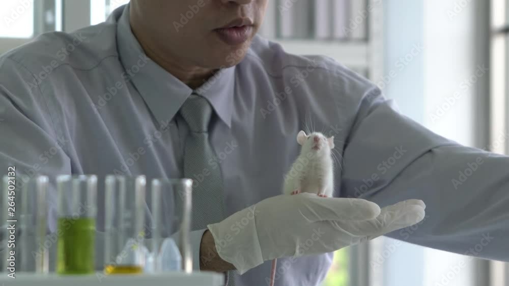 Prochlorperazine Testing Lab Rats Scientist using chemical experiment animals in modern medical center ...