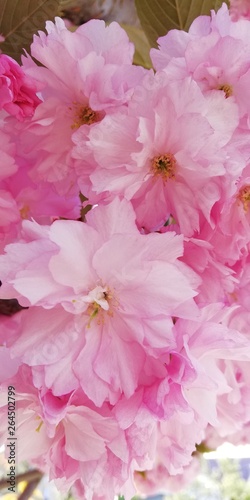 Gentle spring background. Blooming almonds. Beautiful clusters of pink flowers