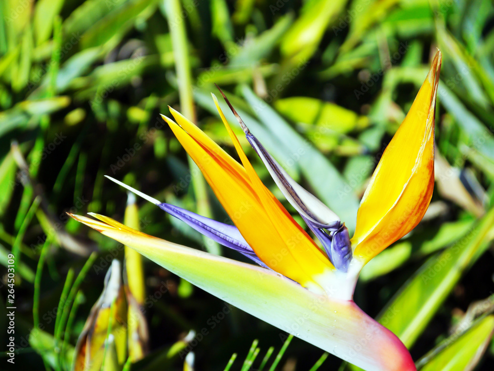 Flower bird of paradise or strelitzia reginae in a park of Cadiz, Andalusia. Spain. Europe Flower bird of paradise or strelitzia reginae in a park of Cadiz, Andalusia. Spain. Europe