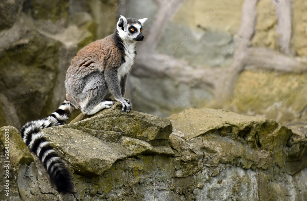 Obraz premium Ring tailed lemur (Lemur catta)