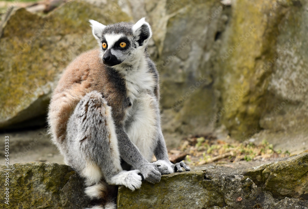 Fototapeta premium Ring tailed lemur (Lemur catta)