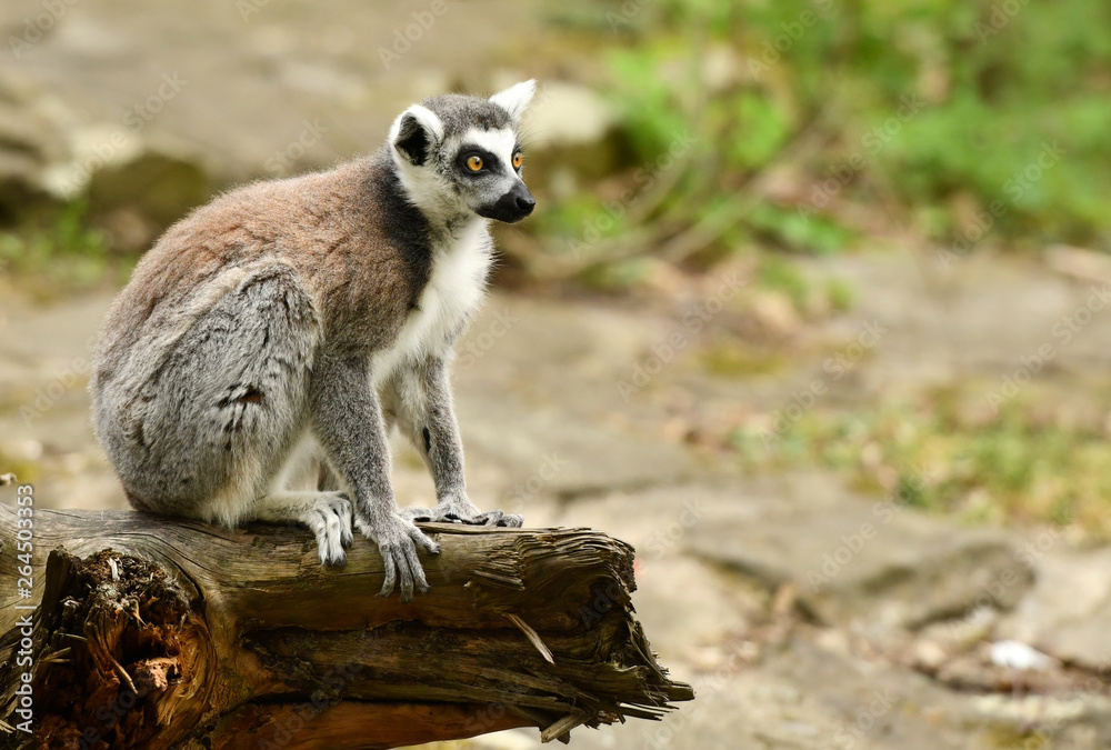 Ring tailed lemur (Lemur catta)