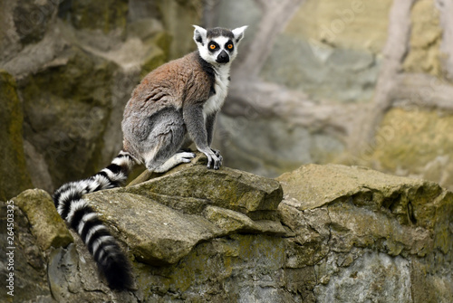 Ring tailed lemur (Lemur catta)