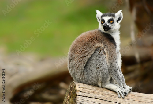 Fototapeta Naklejka Na Ścianę i Meble -  Ring tailed lemur (Lemur catta)